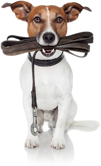 Jack Russel
